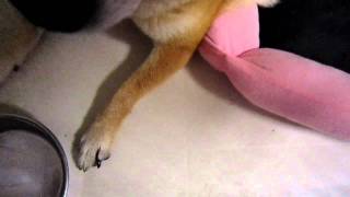 らんちょ怪我する