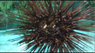 Savoir Adore -- Loveliest Creature  &quot;A Sea Life Adventure&quot;