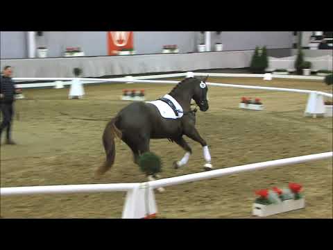 70 Diego del Amor v. Dankeschön / Grand Cru