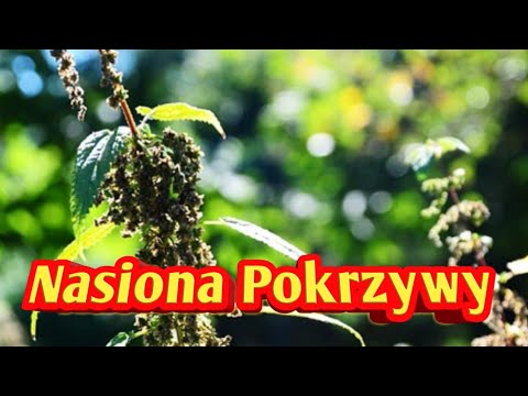 Gainer wpływ na siłę Kupi w aptece na potencję