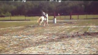 preview picture of video 'APHA Registered Cremello Casper doing the barrel pattern'
