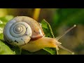 Snail Crawling | Snail going into shell HD video 2 | Snail video | Nature