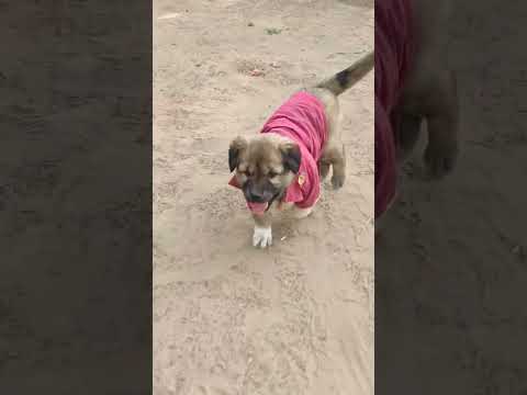 Cute Dog  ||Cute puppy ||Dogs love ||Cute Animal  # Cute Dogs #Rdx official Edits