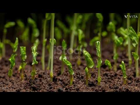"Watch Sweet Peas Take Flight: Incredible Germination Time Lapse Revealed! 🌱✨"