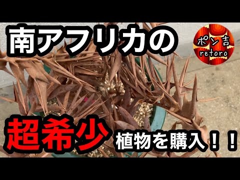 園芸 アルテンシュタインのエンセファラトス