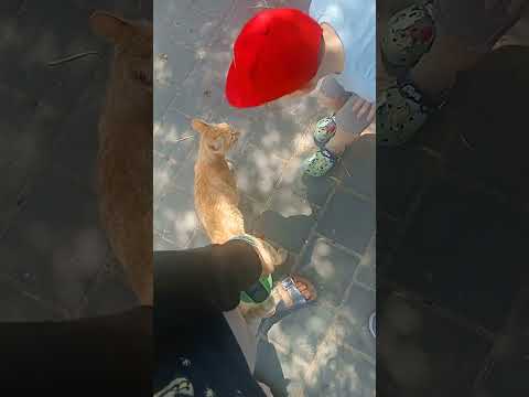 ka cute sa meowmeow #trending