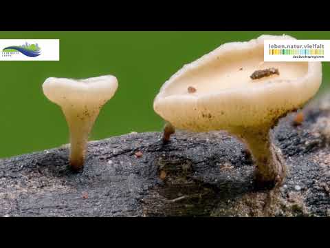 Dokumentation des Eschentreibsterbens im Leipziger und Schkeuditzer Auwald