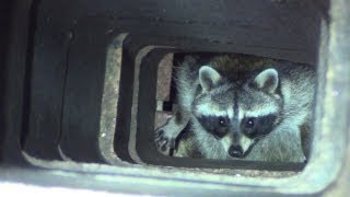 Cute Smoke Shelf Elf Raccoon Gets Evicted From Chimney