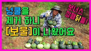 넝쿨속에 숨겨놓은 보물찾기와 닭들의 만행을 고발합니다 !