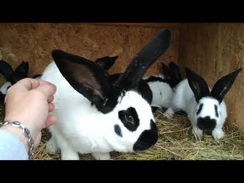 Vizita cu greutate,crescător Marius Nuta ,rasa fluture german și albastru  vienez😉