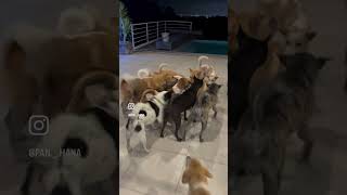 【2人と元保護犬33匹暮らし】　　　　　　　入院していたワンコを迎えるワンコ達　　#バリ島 #doglife #多頭飼いの日常