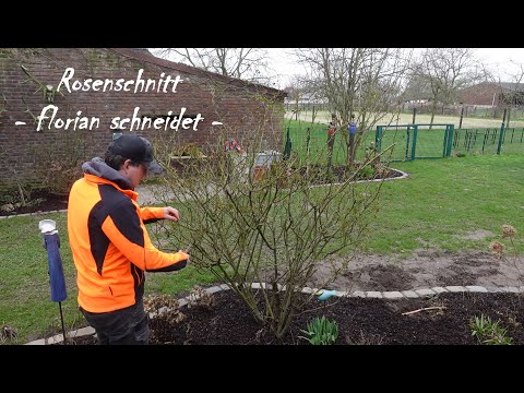 Strauchrosen schneiden | Rosenschnitt einfach erklärt