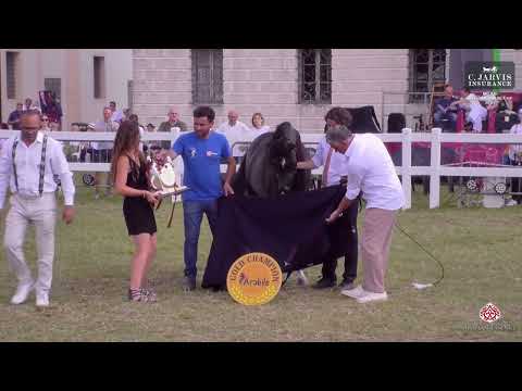 DANA ALKHAMISS - GOLD CHAMPION SEINOR MARE - International Cup 2023