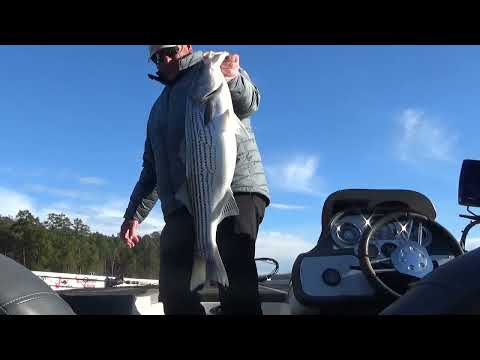 Big Spot Choker Swimbait Striper