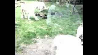 preview picture of video 'zoo de la flèche les lions'
