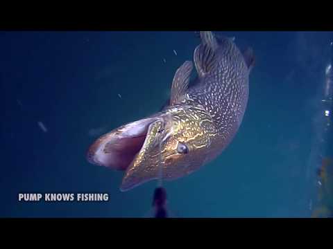 10 Minutes of Underwater Pike Strikes PART 2 - Water Wolf Underwater Camera