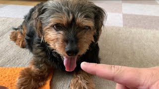 舌を出してる犬の舌を触るゲーム