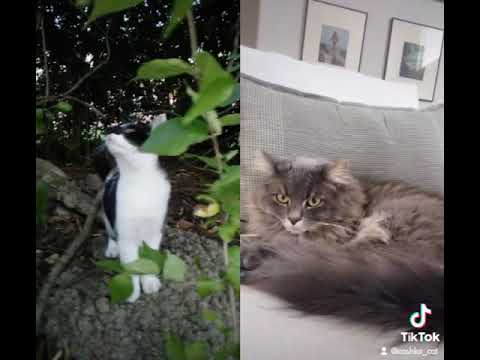 This sound is supposed to remind cats that they were worshipped in ancient Egypt #tiktok #tiktokcats