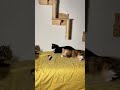 Blondie Couldn T Fight The Tabby And Tuxedo Cats Link On TT