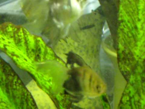 tropical fish in tank in kitchen  eating area in evening