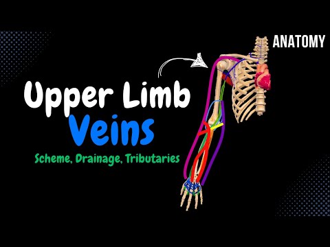 Veins of the Upper Limb (Subclavian, Axillary, Superficial and Deep Veins) | Anatomy