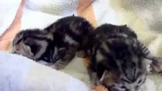 preview picture of video 'Rotenburg: Katzenbabies in Tiernothilfe geboren'