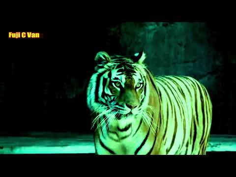 Suab Tsov Quaj, Real Tiger Sound.