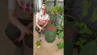 Miniatura do vídeo