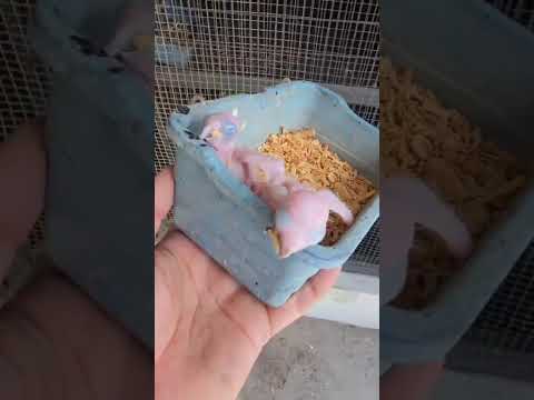 Baby African Love Birds Activity #birds #lovebirds #parrot #pets #viral #shorts #lovebirdsfarming
