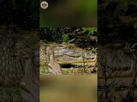Bu Kuş Timsahı Koruma Olarak Kullanıyor! 🐊🐦