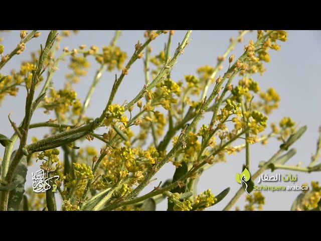 بذور صفار البري