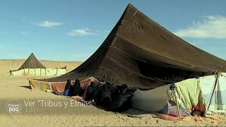 Sacrificio de un Camello |  Nómadas del Sahara