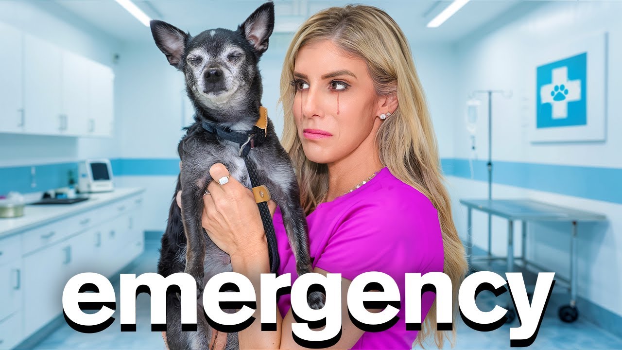 I Can’t Believe THIS happened to Our DOG