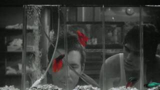 Don&#39;t Box Me In- A Cappella/Petra Haden