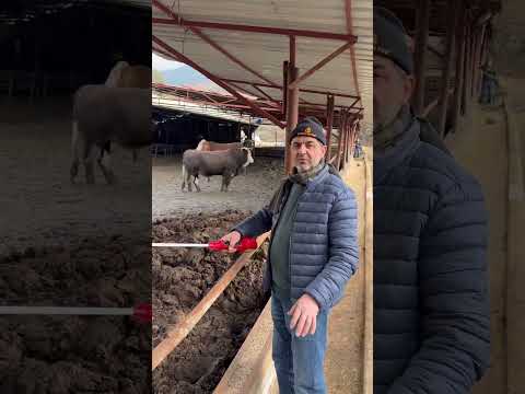 TOSUNLAR AHIRA SÜRÜLÜYOR
