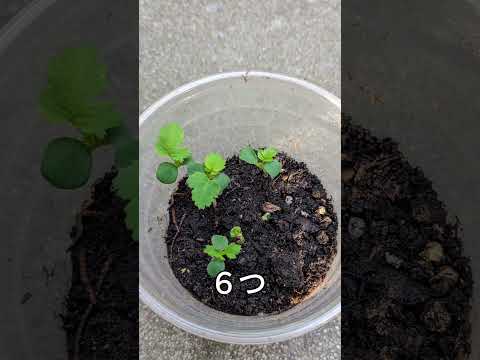 種からバラの木を植えるチャンスをお見逃しなく！どのように対処すればよいでしょうか？  庭園