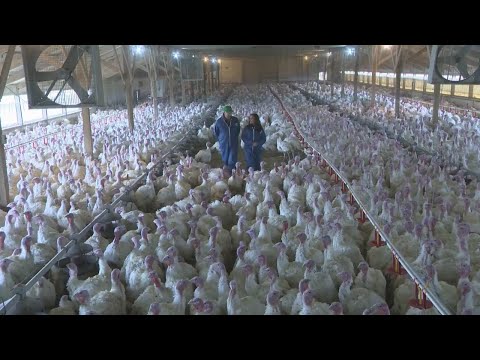 Inside Minnesota’s Turkey Empire