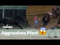 Pferd Future VERLETZT Bernd Die Pferdeprofis VOX