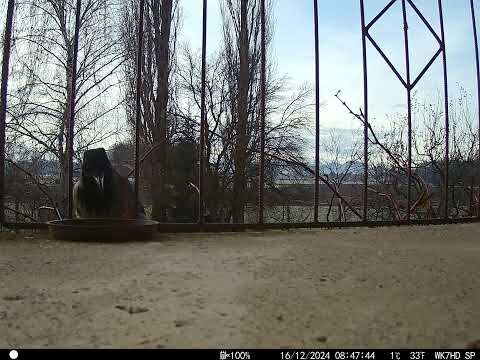 The hooded crow (Corvus cornix) filmed with a Wild camera!
