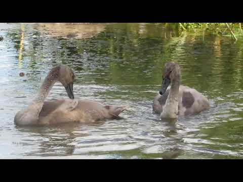 Łabędź Niemy.Wypoczynek piskląt i pielęgnacja piór. 5.07. 2020 rok