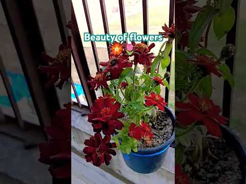 Flowers in my home garden🌷🏵️ shorts #