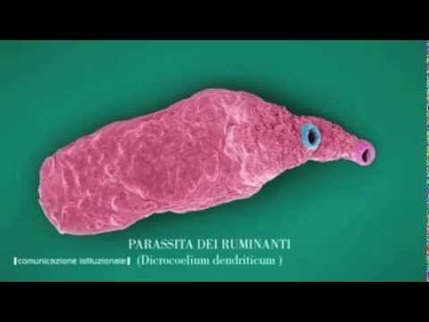 Sr-in da parassiti intoksik Citazioni con un anime un parassita la dottrina su vita
