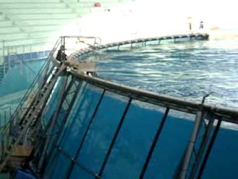 Killer Whale attacks trainer