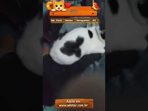 Vídeo de Chico