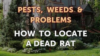 How to Locate a Dead Rat