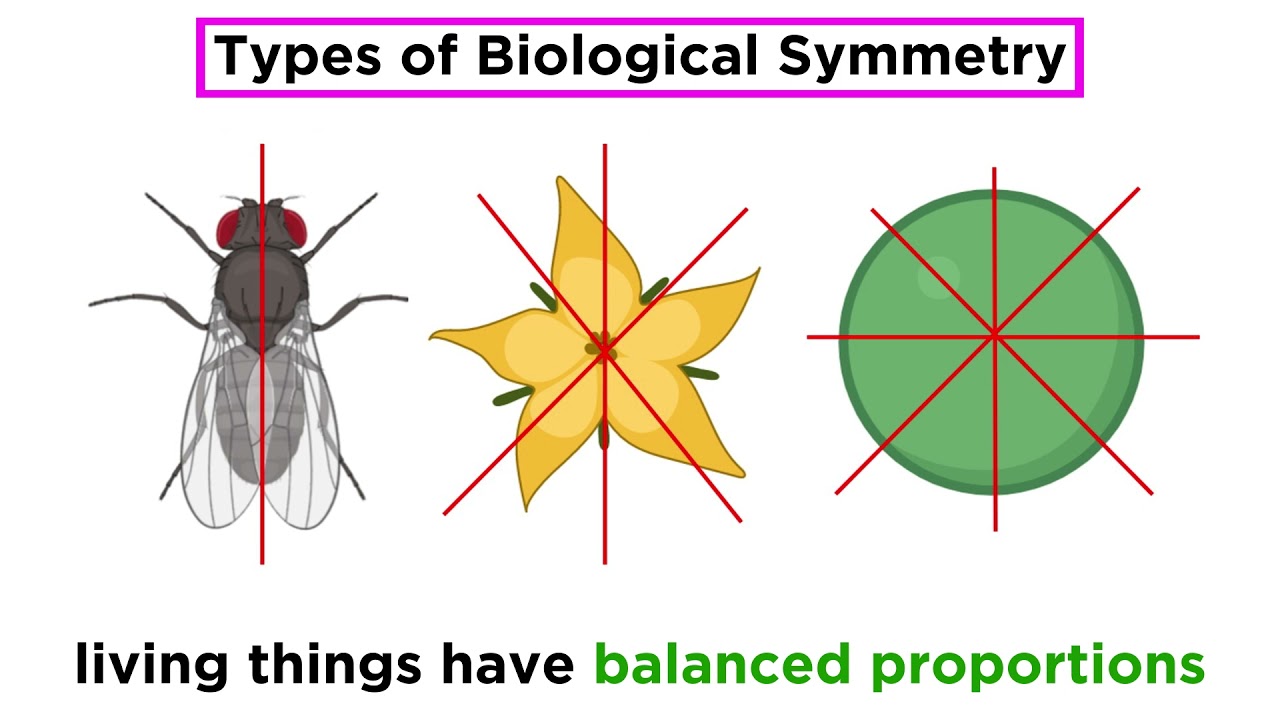 Organization and Symmetry in Kingdom Animalia