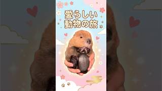 疲れた心に。可愛すぎて悶絶する動物の決定的瞬間集 #動物 #癒し #珍獣 #かわいい #雑学 #Animals #CuteAnimals #RareAnimals #Nature #Healing