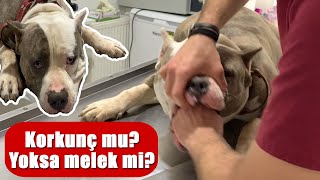 Pitbull 'un (Bully) Ağzına El Sokmak!? Evdeki Afacan Veterinere Gelinc