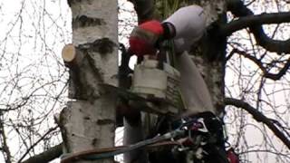 preview picture of video 'Dismantling cuts on birch tree in Stretford, Manchester'
