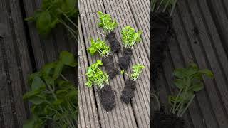 How to save your supermarket basil plant 🌱